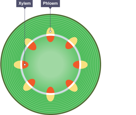 xylem and phloem diagram for kids